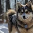 Top Pomsky Breeders in Iowa
