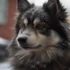 Top Pomsky Breeders in Maine: Where to Find Your Furry Friend