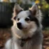Top Pomsky Breeders in Utah
