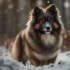 Best Pomsky Puppy Food: What To Feed Your New Furry Friend