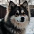 Best Pomsky Gifts For Your Furry Friend