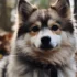 Pomsky Prices: How Much Should You Expect To Pay?
