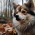 Red and White Pomskies: A Guide to This Striking Color Combination