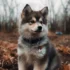 Pomsky Breeders In MN: Where To Find Your Perfect Pomsky Puppy