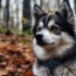 Pomsky Puppy Rescue: Tips for Adopting Your New Furry Friend