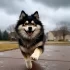 Fake Pomskies: How to Avoid Scams and Find a Real Pomsky Breeder