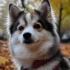 Pomsky Stuffed Animal: The Perfect Companion For Your Little One