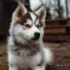 Discover The Adorable Chien Pomsky: Size, Appearance, And Personality Traits