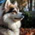 Pomsky Pups: Everything You Need To Know About This Adorable Hybrid Breed
