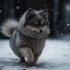F3 Pomsky: Understanding The Appearance And Size Of This Adorable Mix