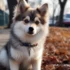 Pomsky Blanc: The Adorable White Pomsky Breed