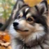 Pomsky Dog with Blue Eyes: A Guide to This Unique Breed