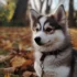 Introducing Your New Pomsky Puppy: A Complete Guide To Caring For Your Furry Friend