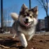 Adorable Black Pomsky Puppies: Tips for Finding Your Perfect Companion