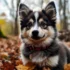 Adorable Pomsky Puppy with Blue Eyes: A Guide to Owning and Caring for Your Furry Friend