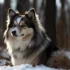 Full Grown Pomsky Dog: Size And Appearance Guide