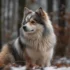 Alaskan Klee Kai Pomsky Mix: What You Need To Know About This Adorable Hybrid