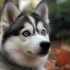 Black Pomskies: The Ultimate Guide to This Adorable Crossbreed