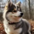 Pics Of Pomsky Puppies: Adorable Photos Of The Newest Designer Breed