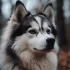 Pomsky Bichon Mix: Understanding the Traits of This Adorable Hybrid