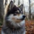 Discover the Best Husky and Pomsky Breeds for Your Family