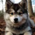 Black Pomeranian Pomskies: Understanding the Personality Traits and Size of this Adorable Mix