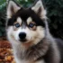 Black Pomsky: What You Need to Know About This Adorable Breed
