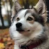 Find the Perfect Pomsky Puppy in the Bay Area