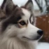 Pomsky Blanco Precio: ¿Cuánto Cuesta un Pomsky Blanco?
