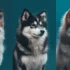 How Much Do Pomskies Cost? A Comprehensive Guide To Pomsky Prices