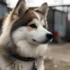 Toy Pomsky: Everything You Need To Know About This Adorable Breed