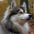 Pomsky – Die Mischung aus Pomeranian und Husky
