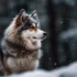 Where To Find Large Pomskies For Sale