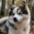 Where Can I Get A Pomsky?