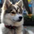 Micro Pomskies: The Cutest Small-Sized Pomsky Breed