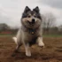Pomskies For Sale In Tampa