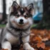 Cute And Unique Female Pomsky Names To Match Their Adorable Personality