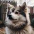 Adopt A Pomsky Near Me: Tips For Finding The Perfect Companion