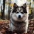 Pomsky Puppies For Sale In Detroit – Find Your Perfect Companion Today!