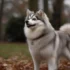 Pomsky Characteristics: Understanding The Personality Traits Of This Crossbreed