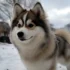 Mini Pomskies: The Adorable Miniature Version Of The Popular Pomsky Breed