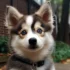 FAQs about A Pomsky