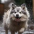 F1 Pomsky Size: What To Expect From Your Pomsky’s Physical Appearance