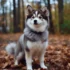 Pomsky Puppies For Sale In Michigan – Find Your Perfect Furry Friend