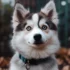 Pomsky Puppies For Sale In Phoenix: Find Your Furry Friend Today!