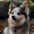 Types Of Pomskies: A Guide To Understanding The Different Pomsky Mixes