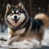 Find Pomsky Breeders Near Me: Tips For Finding Your Perfect Companion