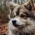 Adult Mini Pomskies: The Perfect Companion For Small Spaces