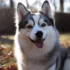 Buckeye Puppies: Finding Your Perfect Pomsky Companion