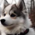 Angel Creek Pomskies: Your Guide To Finding The Perfect Pomsky Companion